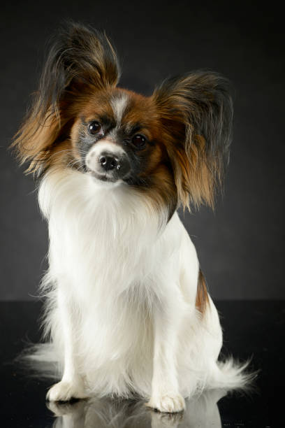 istock cute papillon sitting in dark photo studio 1185658434
