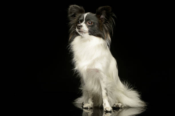 cute papillon sitting in dark photo studio