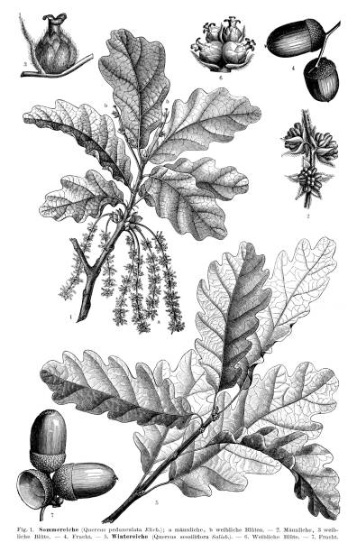 illustrazioni stock, clip art, cartoni animati e icone di tendenza di foglia e seme di quercia inglese 1897 - acorn oak oak tree leaf