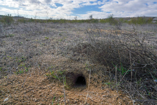 Burrow of a small steppe animal