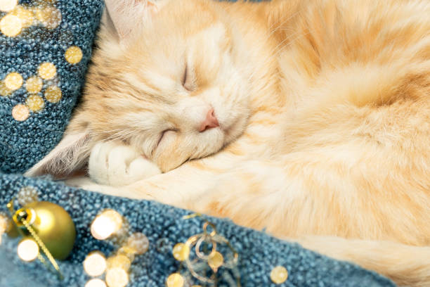 istock Cute cream cat sleeps on a plaid next to Christmas decorations 1185659851