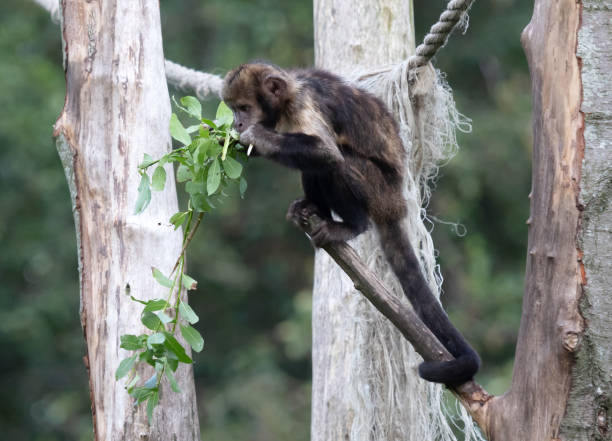 istock Close up of a Golden-bellied Capuchin (Cebus xanthosternos) 1185659933