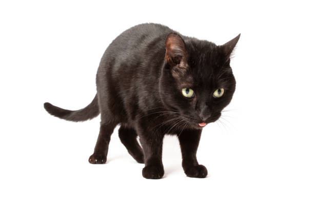 An isolated image of a black cat with his tongue out about to vomit a hairball.