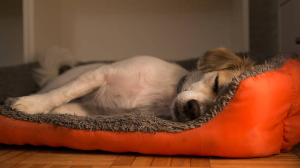 istock Small dog sleeping in his bed 1185660224