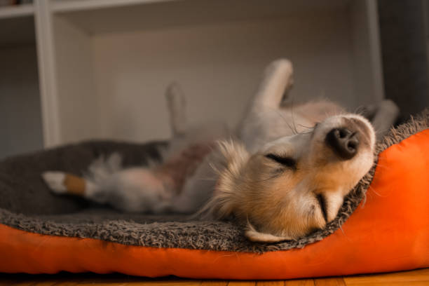 istock Puppy sleeping and dreaming in his bed 1185660259