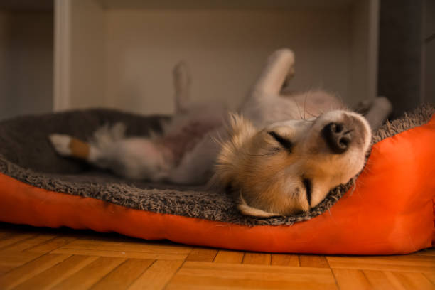 istock Cute small dog breed pug lying on back and sleeping 1185660309