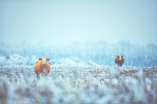 Frozen meadow with braown cow in winter