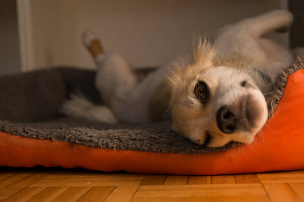 istock Cute small dog breed pug lying on back and begging to play with it 1185660366