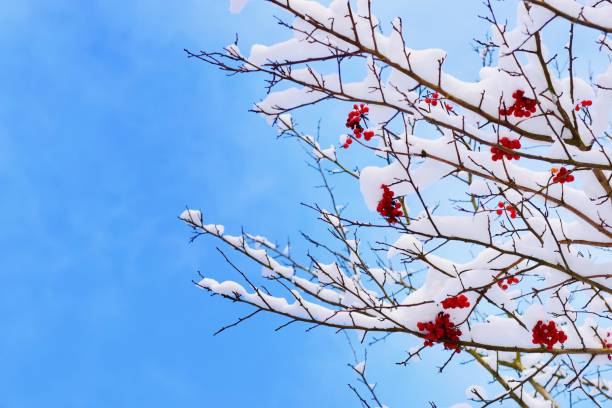 Wonderful winter scenery with branches coverd with snow and red berries