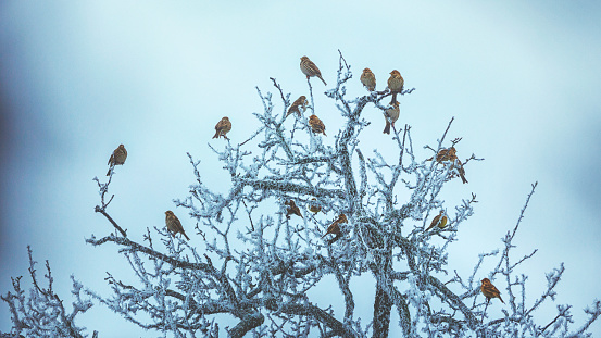 Little birds sitting on a frozen tree in winter