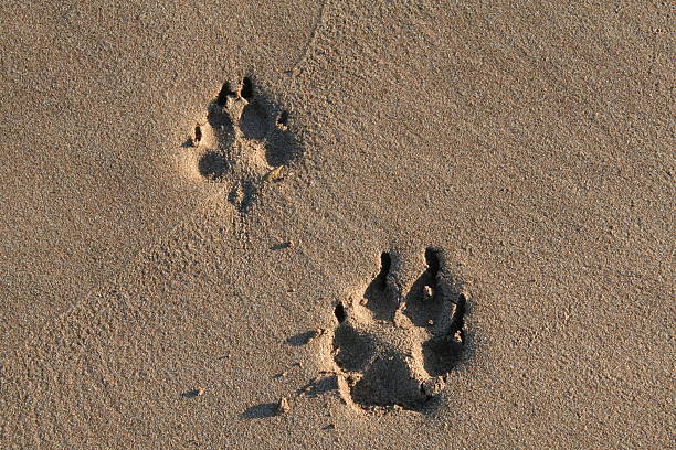 istock paw prints in the sand 118566044