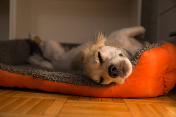 istock Cute small dog breed pug lying on back and sleeping 1185660497