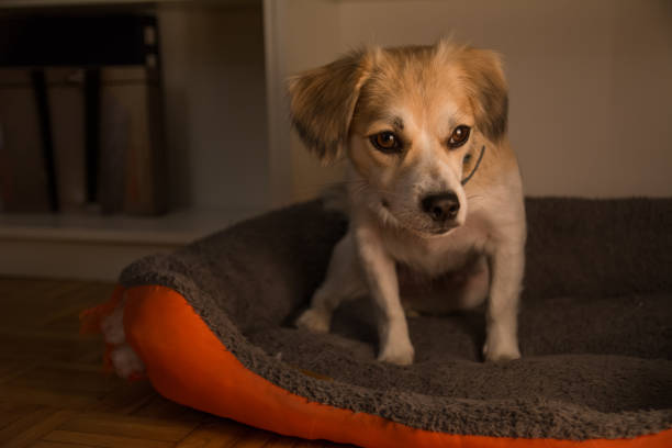 istock Scared dog sitting in his bed 1185660620
