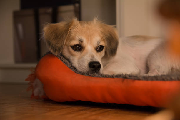 istock Sad little dog lying in his bed 1185661262