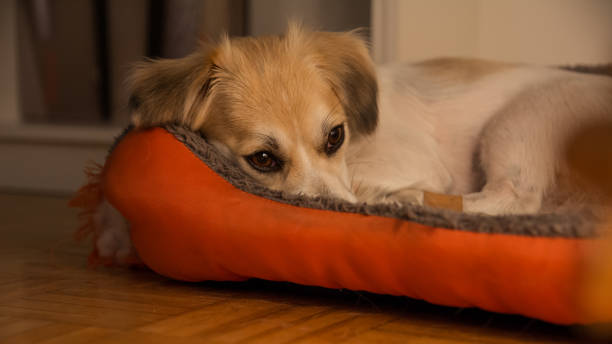 istock Scared little dog lying in his bed 1185661361