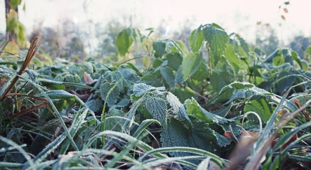 istock Hoarfrost on green leaves, autumn background, cold 1185661477