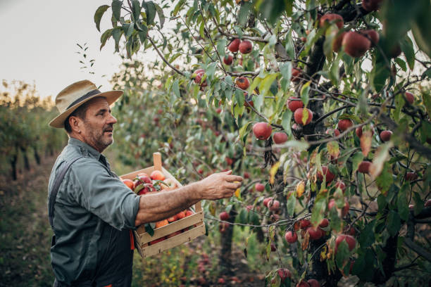 istock Senior man picking up apples in orchard alone 1185661787