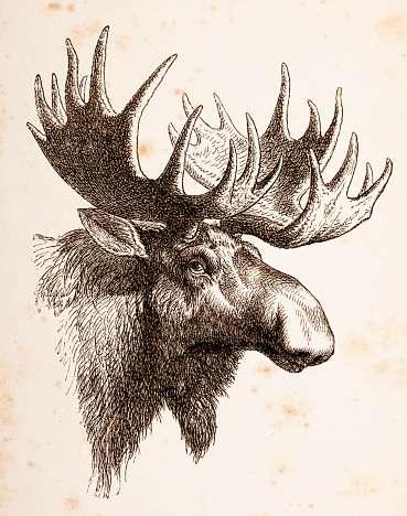 Elk male animal head
Original edition from my own archives
Source : 