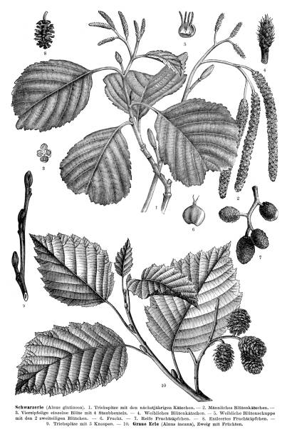 English and grey alder tree 1897 English alder ( Alnus glutinosa, syn.: Alnus alnus ) - Gray alder ( Alnus incana )
Original edition from my own archives
Source : "Meyers Konversations-Lexikon" 1897 alder tree drawing stock illustrations