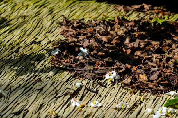 istock Vernicia fordii in the park. 1185663381