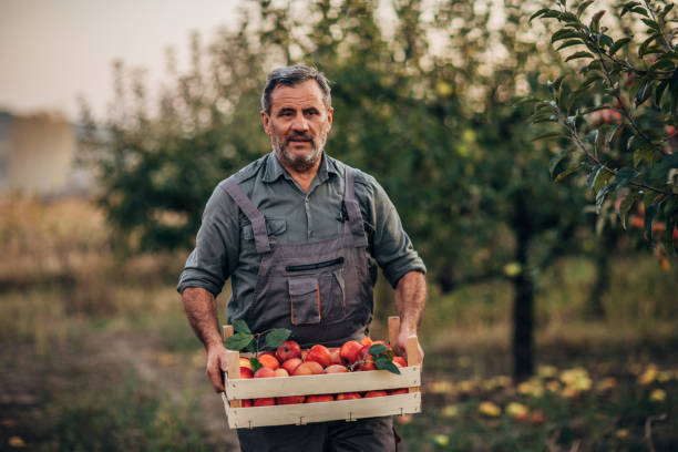 istock Man in orchard holding a crate with apples 1185663493