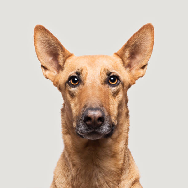 istock Big brown dog portrait 1185664223
