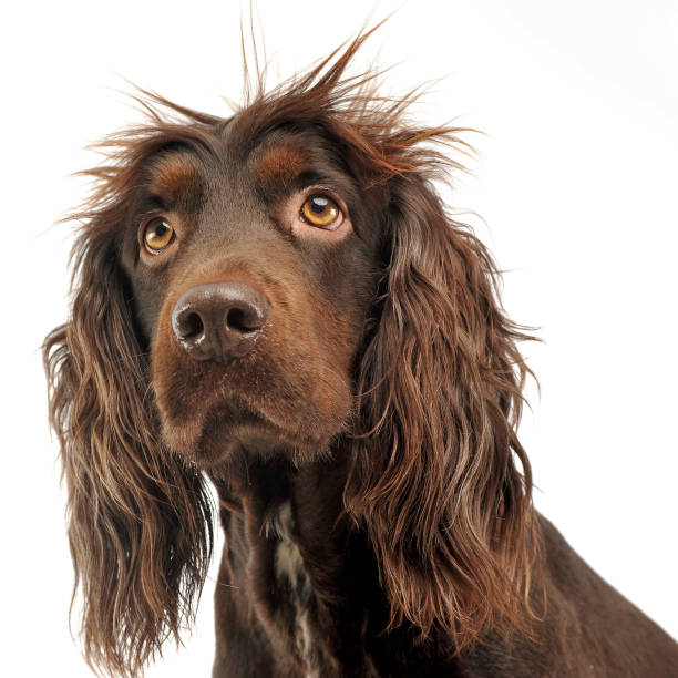 istock American Cocker Spaniel in a white photo studio 1185664321