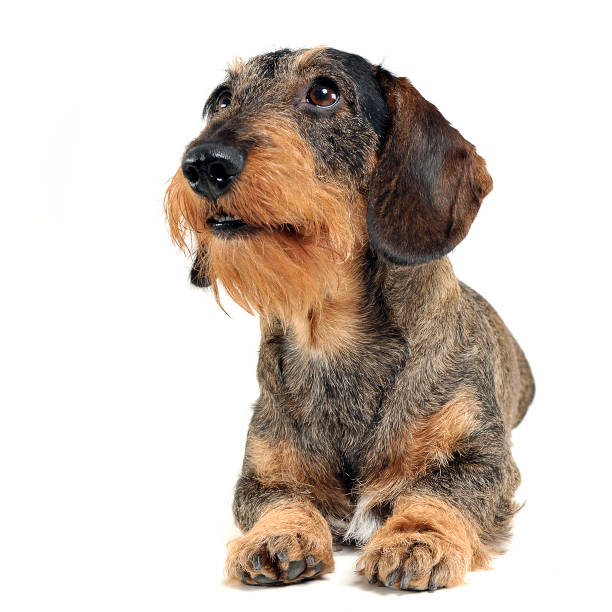 istock Dachshund lying in the white photo studio 1185664328
