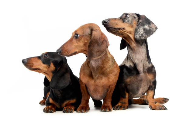 istock three smooth hair  Dachshund in a white isolated background 1185664337