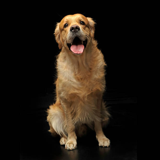 istock sweet Golden retriever enjoy photo shooting in studio 1185664355