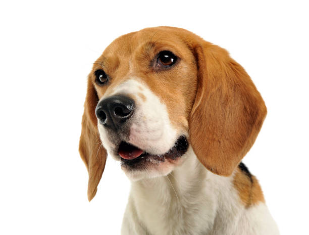 istock Beagle portrait in the white background 1185664356