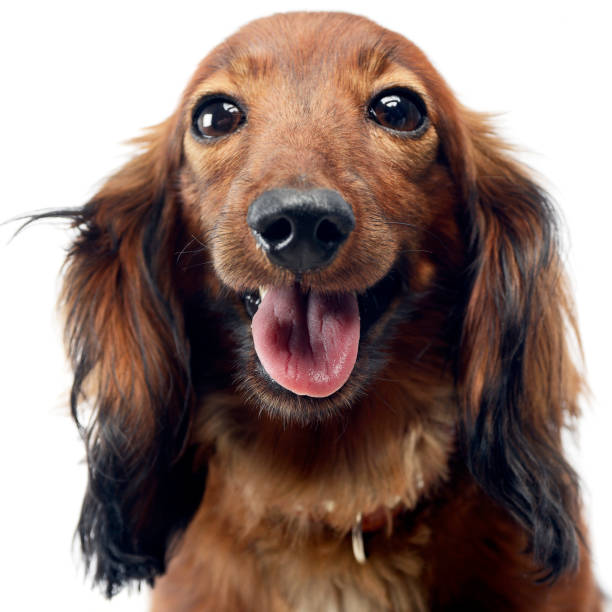 istock Dachshund in a white isolated background 1185664370