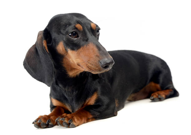 istock Dachshund in a white isolated background 1185664373