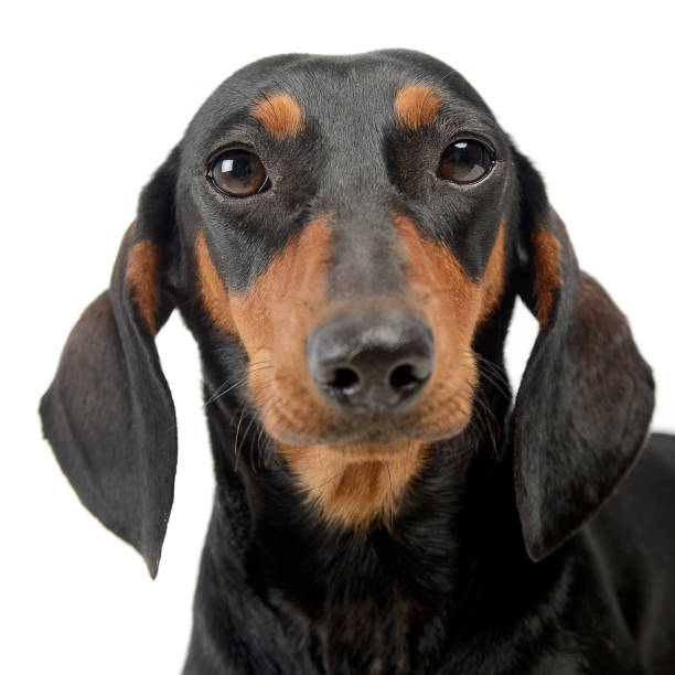 istock Dachshund in a white isolated background 1185664379