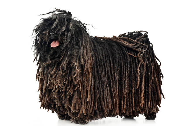 istock happy Puli enjoy the white photo studio 1185664410