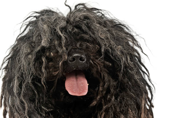 istock happy Puli enjoy the white photo studio 1185664415