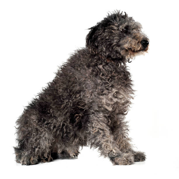 istock Hungarian Shepherd dog pumi sitting in the white studio 1185664417