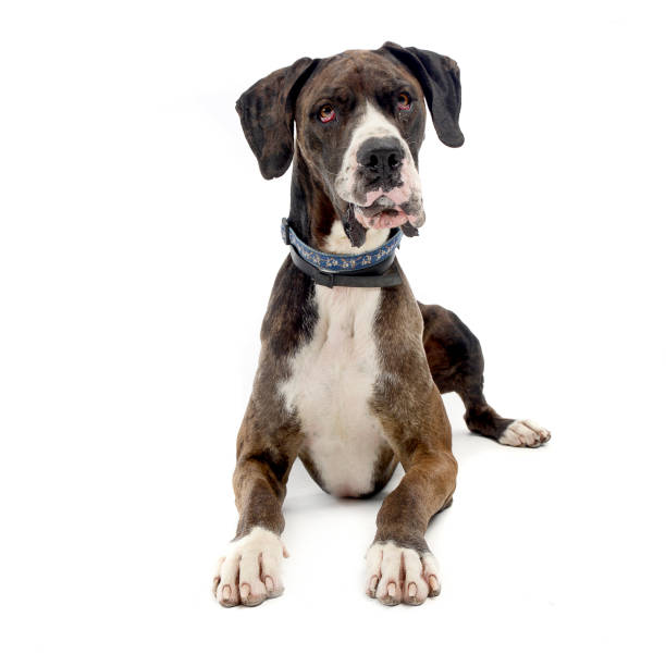 istock Deutsche Dogge in the isolated white background 1185664492