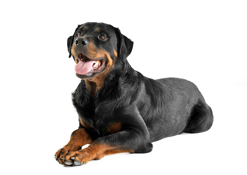 Rottweiler lying and waching in a white background