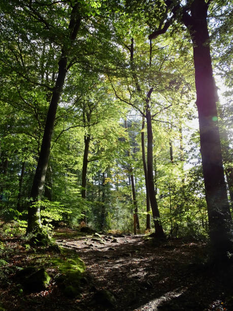 bosque de dean - luz solar a través de los árboles - glade england autumn forest fotografías e imágenes de stock