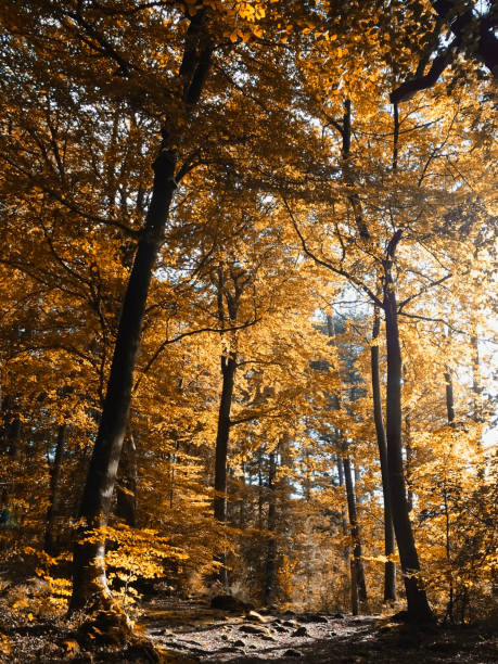 bosque de dean - efecto color otoño - glade england autumn forest fotografías e imágenes de stock