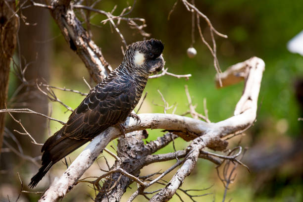 istock Baudin's Black Cockatoo Close-up 1185666078