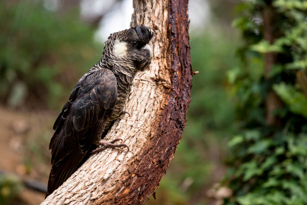 istock Baudin's White-tailed Black Cockatoo 1185666203