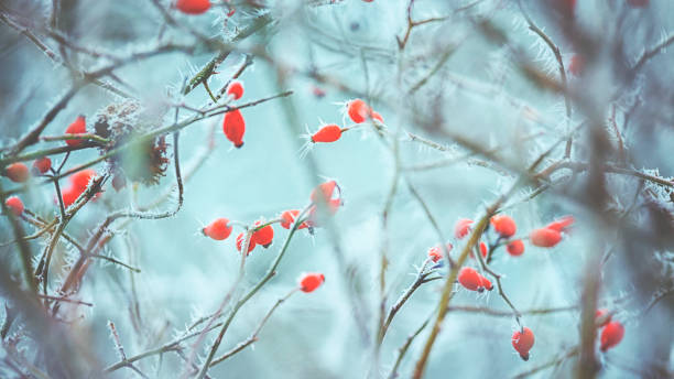 Frozen Dog rose on a cold dark winter day