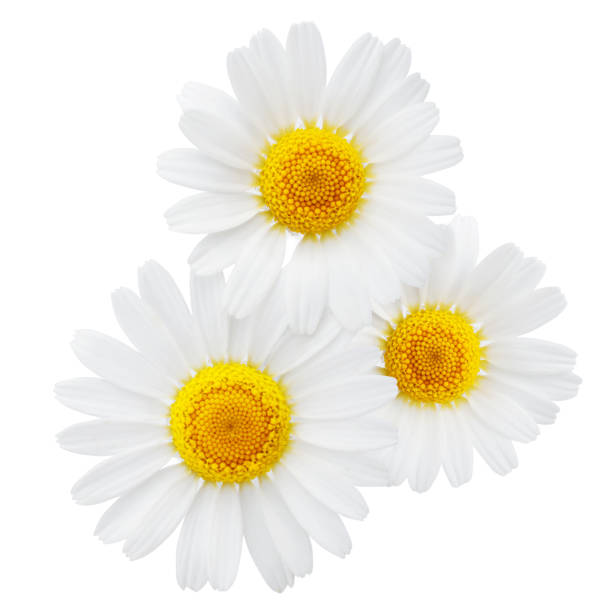 istock Chamomile or camomile flowers isolated on white background 1185667187