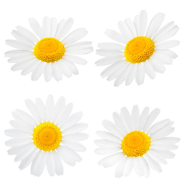 istock Chamomile or camomile flowers isolated on white background 1185667206