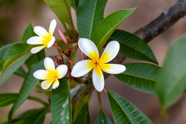 istock white and yellow frangipani flower 1185668125