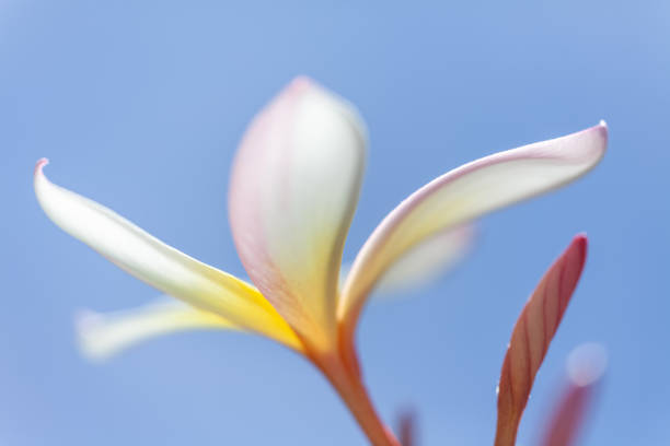 istock white and yellow frangipani flower 1185668128
