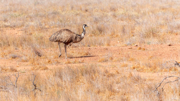 istock Emu Bird in Australia 1185668167