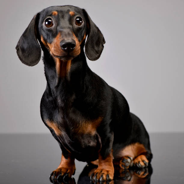 istock Studio shot of an adorable short haired Dachshund 1185668357